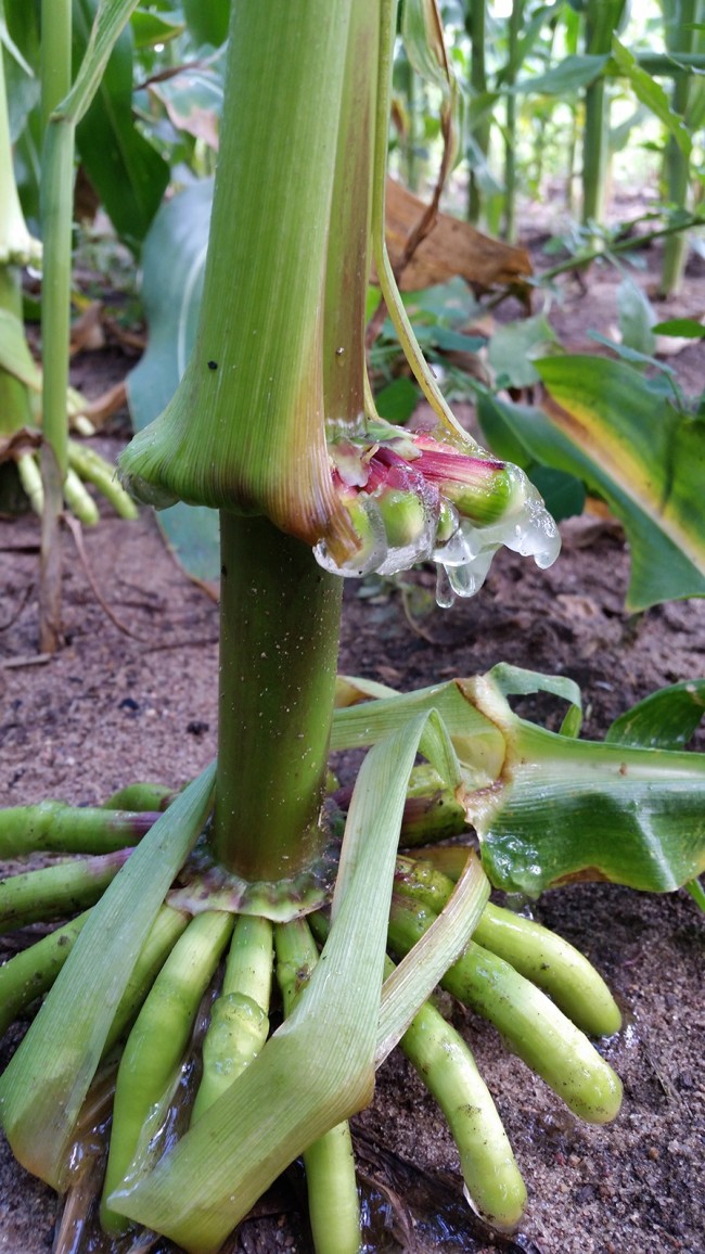 The gelatinous goo oozing from these corn plants hosts nitrogen-fixing bacteria. Discovered in the tropics of southern Mexico, these ancient varieties of maize are considered some of the oldest in the world. (Credit: Jean-Michel Ané)