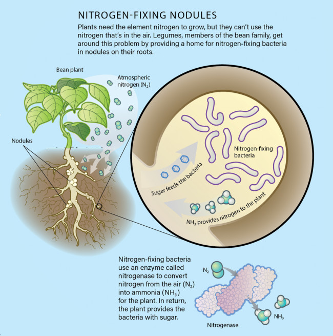 Nitrogen Fixing Nodules (Credit: Jay Smith)