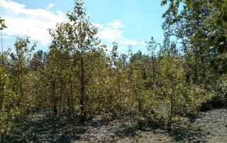 Poplar trees such as these along the Snoqualmie River able to thrive on rocky riverbanks, despite low availability of nutrients like phosphorus in their natural habitat. Microbes help these trees capture and use the nutrients they need for growth